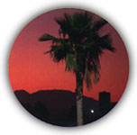 Palm
